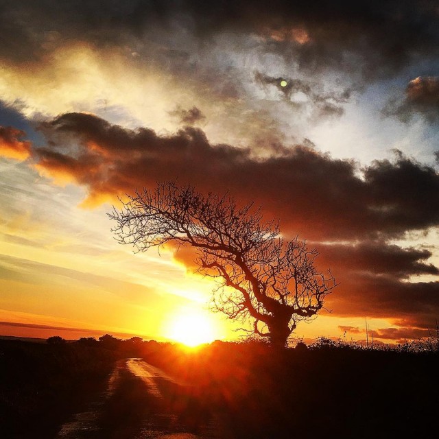 Sunset behind the angarrack bendy tree... Sunset behind the angarrack bendy tree...